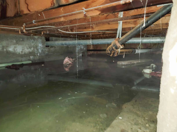 Best Professional water damage repair  in Lakewood Clu, MI